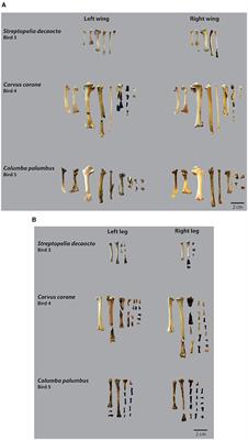 Experimental replication of early human behaviour in bird preparation: a pilot-study focusing on bone surface modification and breakage patterns